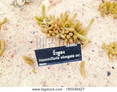 Mammillaria Elongata Dc.