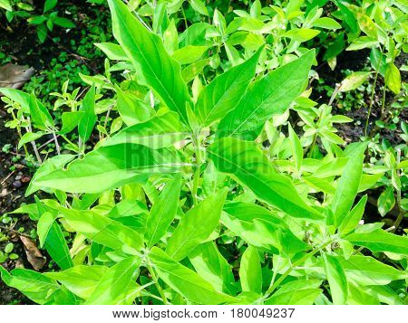 Rhinacanthus Nasutus Tree