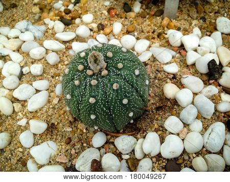 Sand Dollar, Kabuto, Astrophytum Asterias (zucc.) Lem