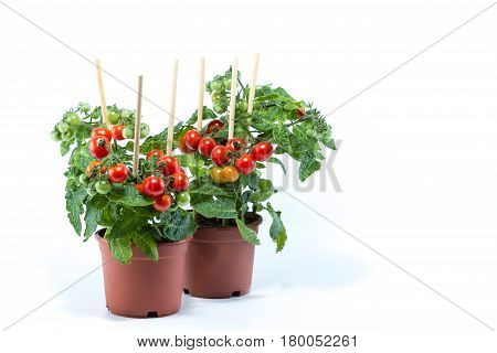 Fresh Home Cultivated Cherry Tomatoes Trees With Mini Fresh Tomatoes Hanging On It, Planted In Brown