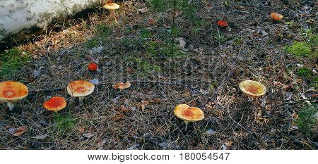 The spotted red fly agaric in autumn forest. Mushroom on a glade in autumn mushroom forest. Mushroom with red cap or head warm