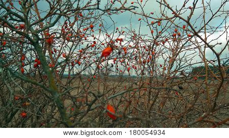 Briar fruit, wild rose hip shrub in nature sky