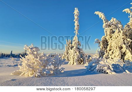 Fir-tree and pines heavily covered with fresh snow on background blue sky and mountains.  Subpolar Urals, Russia