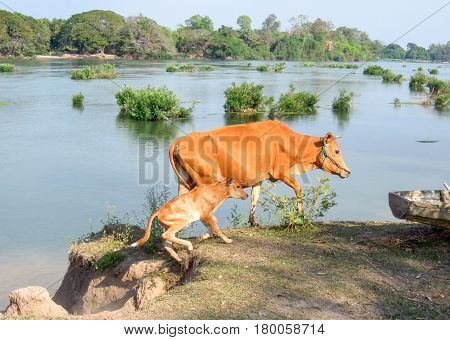 Cow And Calf Grazing Along The Mekong River