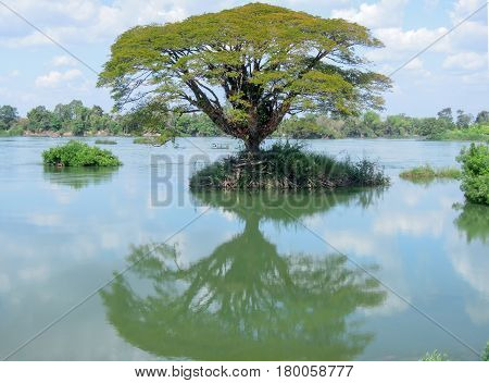 Big Tree On Mekong River At Don Det Island