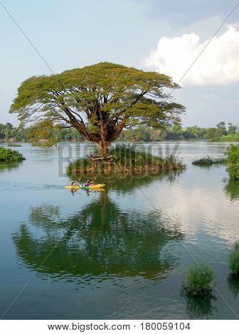 Big Tree On Mekong River At Don Det Island