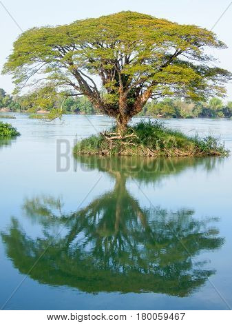 Big Tree On Mekong River At Don Det Island