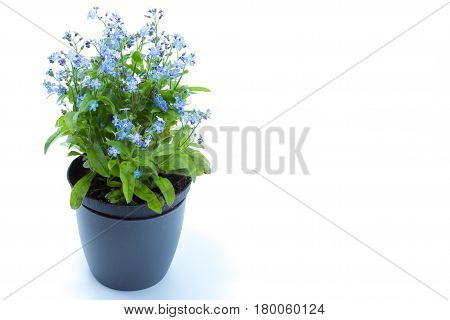 Forget-me-eared, Forget Me Not (myosotis Scorpioides) With Blue Flowers In A Dark Blue Pot