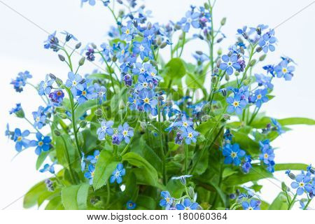 Forget Me Nots (myosotis Scorpioides) With Blue Flowers In A Dark Blue Pot - Close