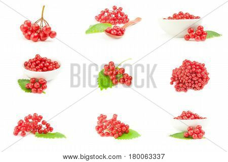 Set of red berries of viburnum  isolated on a white background cutout