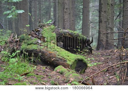 A stump covered with moss in the thicket of the forest