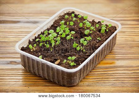 remontant strawberry seedlings in a pot on the table