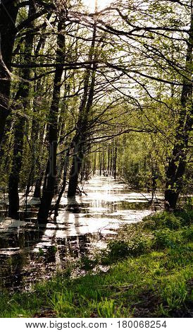 wetland on a sunny day in Ukraine