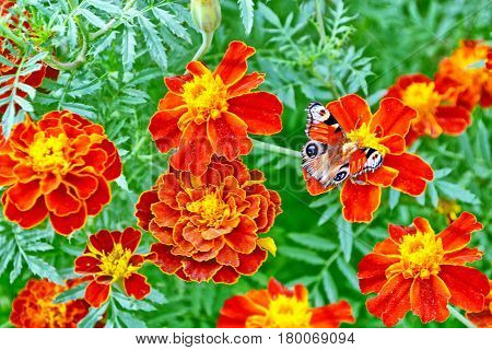 Colorful marigold on the background of the summer landscape. butterfly on a flower.