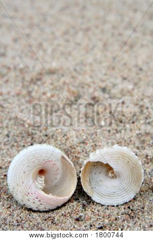 Shell