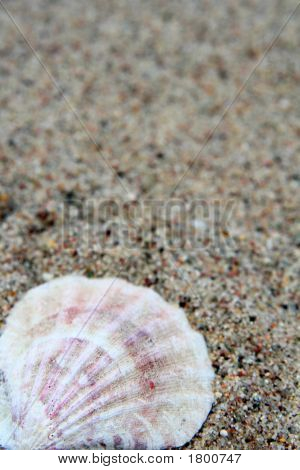 Shell
