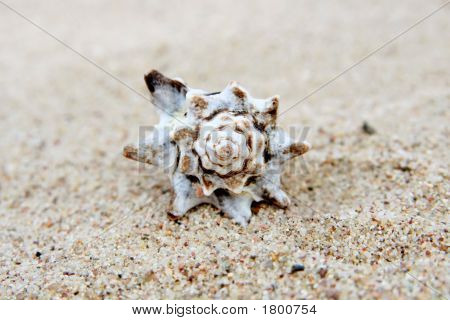 Shell
