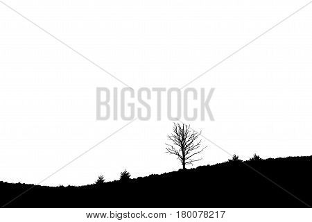 Single Tree On Sloping Heathland, Posbank Rheden Netherlands