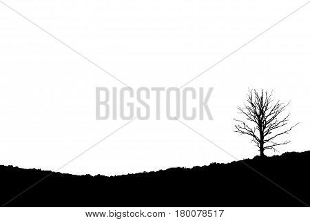 Tree On Sloping Heathland, Posbank Rheden Netherlands