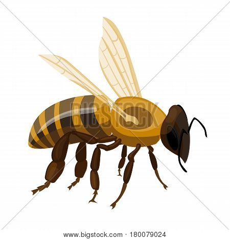 Flying realistic honey bee close-up isolated on white background. Striped cartoon apis or queen honeybee. Vector illustration of insect with wings