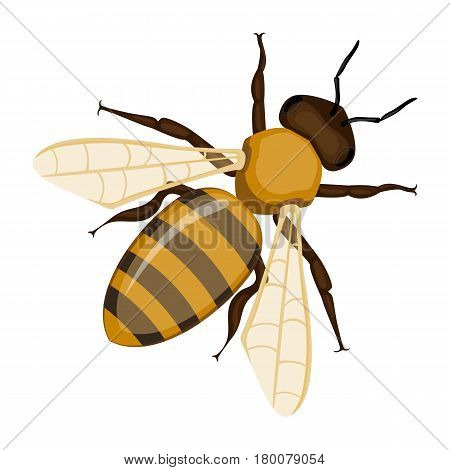 Flying realistic honey bee close-up isolated on white background. Striped cartoon apis or queen honeybee. Vector illustration of insect with wings