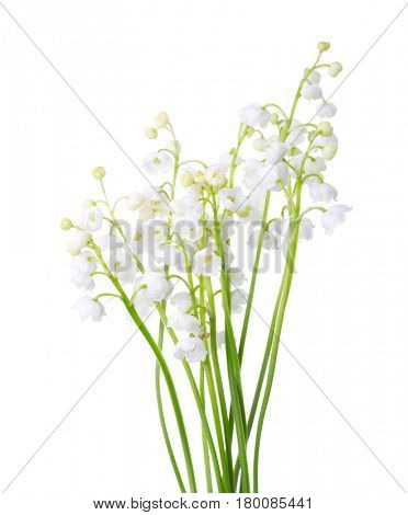 A bouquet  of Lilies of the Valley isolated on white background. 