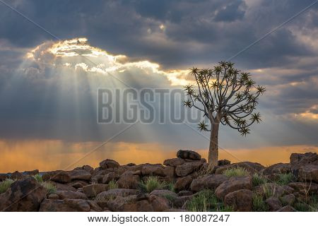 The Quiver Tree, Or Aloe Dichotoma, Keetmanshoop, Namibia