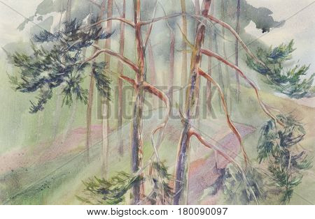 Pine trees in the summer forest watercolor background