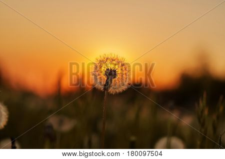 Spores of a dandelion in a field in the spring. Sunset