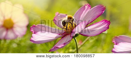 White cosmea flower with a bee on it in summer season .Bee on Bee working on white cosmos flower on gray.