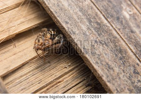 Jumping Spider(Salticidae) Spider in Thailand on wood bamboo.