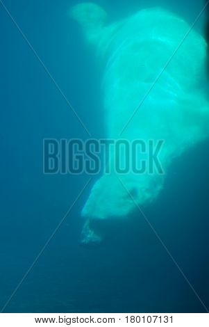 Polar bear swimming underwater in a pool of blue water.
