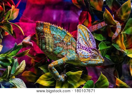 Uzhhorod Ukraine - March 26 2017: Chameleon in terrarium during an exhibition of terrarium animals.