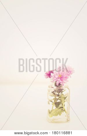 Bright picture of a purple chrysanthemum branch in a glass vase on a white background. Shades of white teal soft dreamy image. Selective focus. Vintage tinting