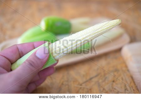 Close up fresh baby corns in hand