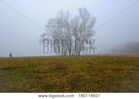 Meadow from grass and lone trees is closed by fog. In the distance is the silhouette of a man and in the meadow breaks the green of new grass.