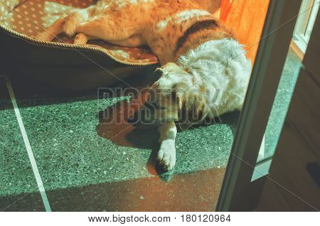 Relaxed puppy black and white half-blood dog lying in her dog's bed near the door at sunny day