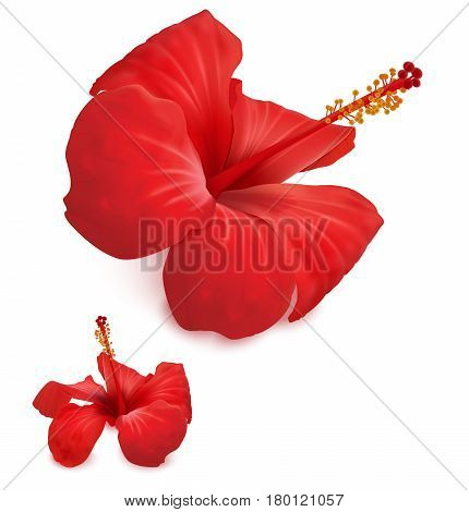 Flowers of red hibiscus on white background. Vector illustration