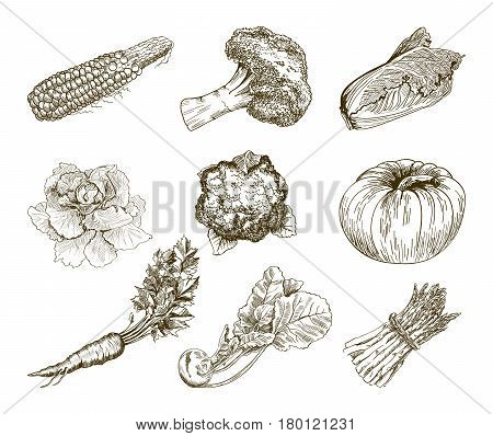 Set of vegetables. Harvesting. Hand drawn vector sketches on a white background