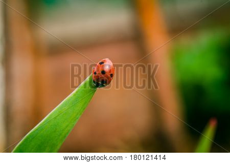 the side of wild red ladybug coccinellidae anatis ocellata coleoptera ladybird on a green grass.