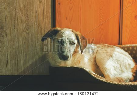 Relaxed puppy black and white half-blood dog lying in her dog's bed near the door at sunny day