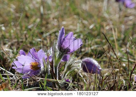Purple pasque flowers in springtime / Hairy fuzzy pasque-flowers in soft purple pastel colors in springtime