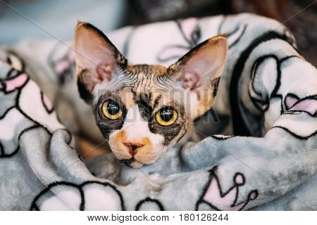 Hairess Sphynx Cat Kitten Snugly Wrapped In A Blanket. Cat Known For Its Lack Of Coat Fur.