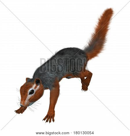 3D rendering of a red bush squirrel or red-bellied coast squirrel isolated on white background