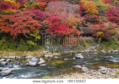 Korankei - Crowd of tourist enjoy the beautiful autumn foliage along both side of river at Korankei Aichi Japan.