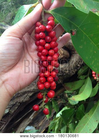 Asian woman hand hold red wild fruit (Antidesma)