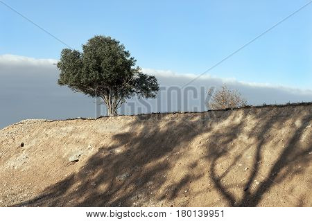 landscape with green tree and yellow bush on the mound with shadows against blue and gray sky