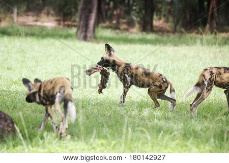 African Wild Dogs