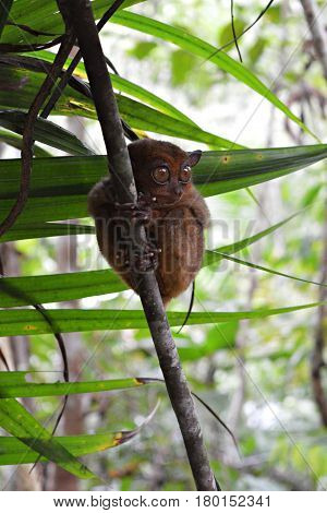 The Tarsier is the smallest monkey in the world.