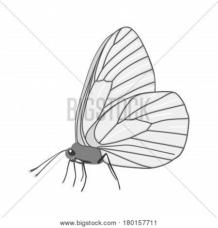 Isolated white butterfly aporia crataegi with black outlines on wings on white background. Side view.